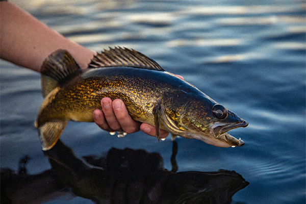 Walleye Fishing