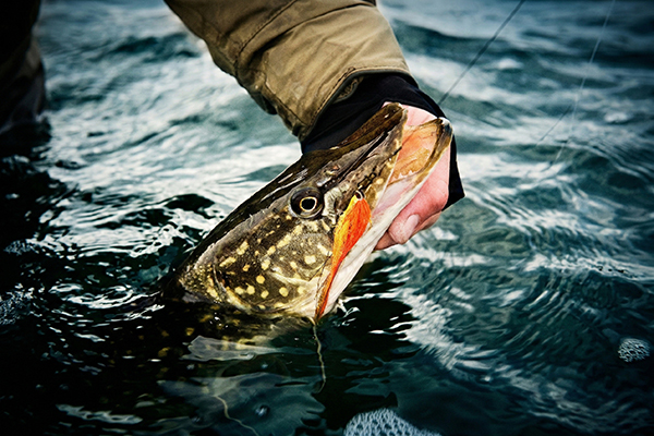 Northern Pike Fishing