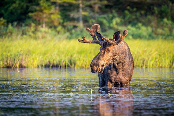 Moose Hunting